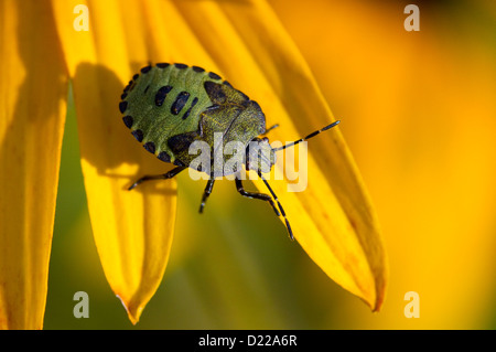 GREEN SHIELD BUG (Palomena prasina) nymphe sur fleur de jardin, West Sussex, UK. Banque D'Images