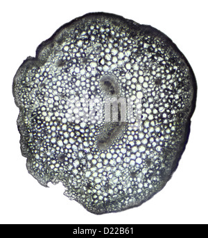 Kalanchoe sous le microscope, l'arrière-plan. (Kalanchoe) Banque D'Images