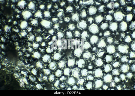 Kalanchoe sous le microscope, l'arrière-plan. (Kalanchoe) Banque D'Images