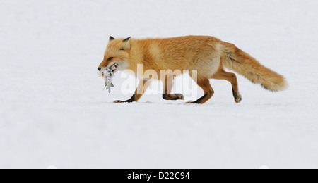 Japanese Red Fox avec les poissons et entouré par le cerf et aigles de mer de Steller au champ de glace et de neige sur un lac. Hokkaido Banque D'Images