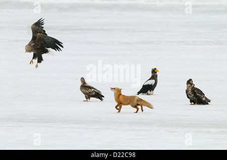 Japanese Red Fox avec les poissons et entouré par le cerf et aigles de mer de Steller au champ de glace et de neige sur un lac. Hokkaido Banque D'Images