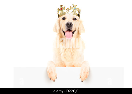 Golden retriever dog wearing crown et debout sur un panneau vide isolé sur fond blanc Banque D'Images