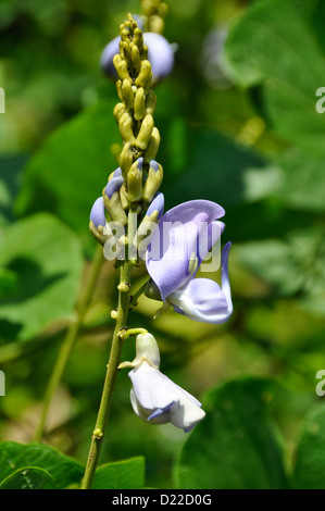 Kudzu (Pueraria thunbergiana) Banque D'Images