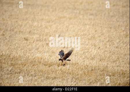 , Wiesenweihe Weibchen (Circus pygargus) Montague's Harrier, femme • Bayern, Deutschland Banque D'Images