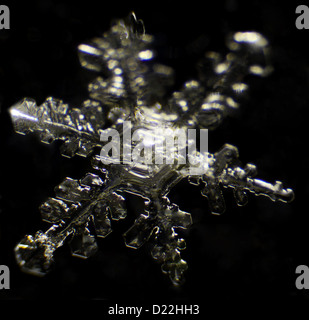 Snowflake sous un microscope sur le fond noir Banque D'Images