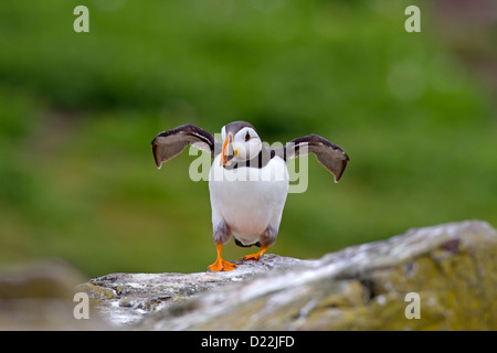 Un macareux moine (Fratercula arctica) étend ses ailes sur Inner Farne, au large de la côte de Northumberland, Angleterre Banque D'Images