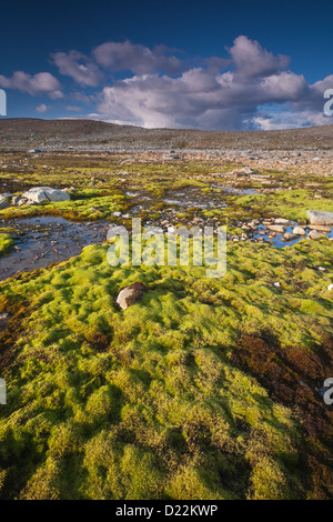 Tapis de mousse verte près de Snøheim, dans le parc national de Dovrefjell, la Norvège. Banque D'Images