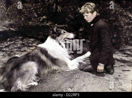 Lassie und die Goldgräber collines peintes, le Gary Gray Lassie bittet Tommy (Gary Gray) um Hilfe. *** *** Légende Locale 1951 -- Banque D'Images