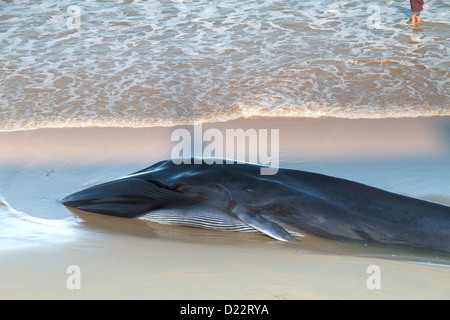 Sec, le rorqual commun (Balaenoptera physalus) Banque D'Images