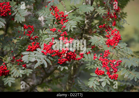Sorbier (Sorbus aucuparia) petits fruits. Également connu sous le nom de mountain ash. Banque D'Images