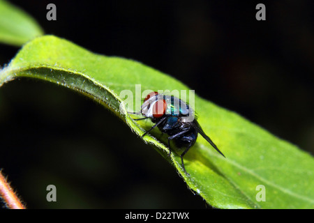 Une bouteille bleue colorée Fly repose sur une feuille Banque D'Images