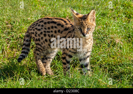 Serval chaton mignon debout sur l'Herbe Leptailurus serval Banque D'Images