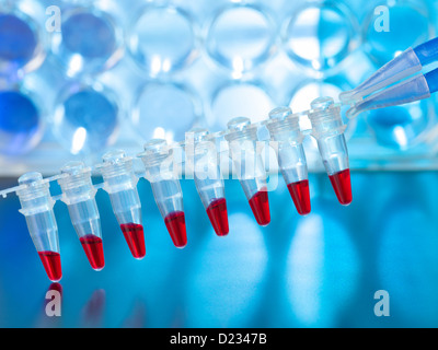 Des échantillons de sang pour déterminer l'utilisation de l'ADN de paternité Banque D'Images