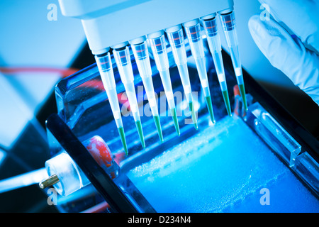 Des échantillons d'ADN amplifié chargement de gel d'agarose avec pipette multicanaux Banque D'Images