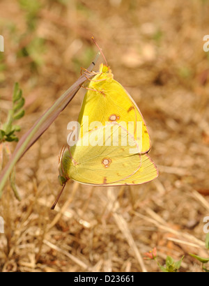 L'accouplement des papillons jaune assombrie de montagne (Colias phicomone). Herrerias, Leon, Galice, Espagne Banque D'Images