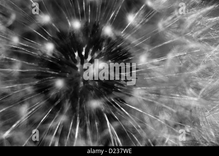 Close-up Pissenlit Fleur - Tête de pissenlit (Taraxacum officinale) en noir et blanc Banque D'Images