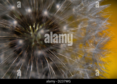 Close-up Pissenlit Fleur - Tête de pissenlit (Taraxacum officinale) Banque D'Images