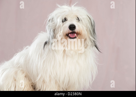 Coton de Tuléar chien Banque D'Images
