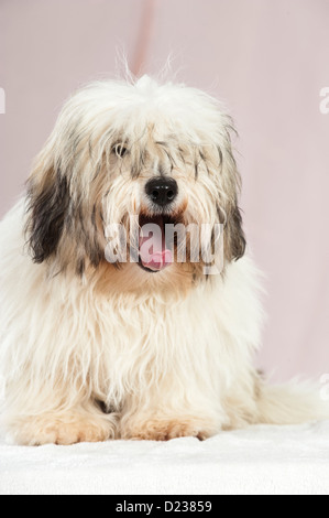 Coton de Tuléar chien Banque D'Images