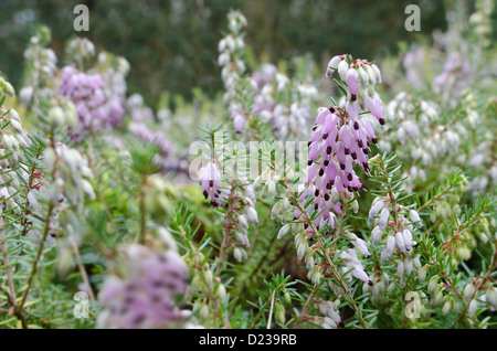 Erica cinerea heather plante sur un sol de craie rose pâle à heath fleurs mauve Banque D'Images