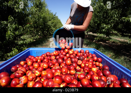 La collecte de nectarines à partir des arbres. LLeida. L'Espagne. Banque D'Images