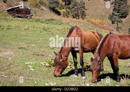 Chevaux pâturage sur Shagatkhumari plateau dans le Grand Caucase Banque D'Images