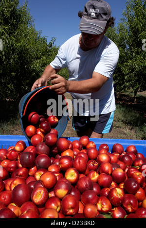 La collecte de nectarines à partir des arbres. LLeida. L'Espagne. Banque D'Images