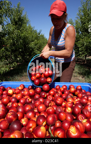 La collecte de nectarines à partir des arbres. LLeida. L'Espagne. Banque D'Images