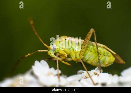 Portrait d'un bug Banque D'Images