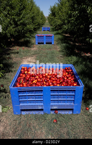 La collecte de nectarines à partir des arbres. LLeida. L'Espagne. Banque D'Images