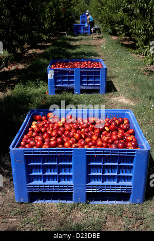 La collecte de nectarines à partir des arbres. LLeida. L'Espagne. Banque D'Images