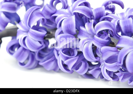 Fermer dans la production de fleurs de jacinthe pourpre isolé sur fond blanc Banque D'Images