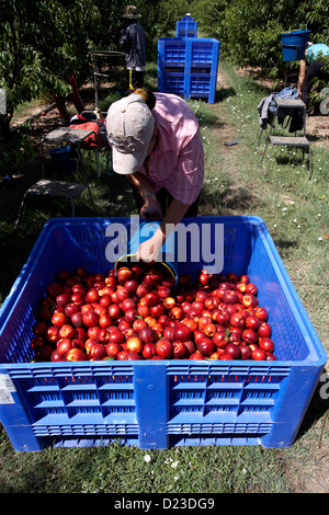 La collecte de nectarines à partir des arbres. LLeida. L'Espagne. Banque D'Images