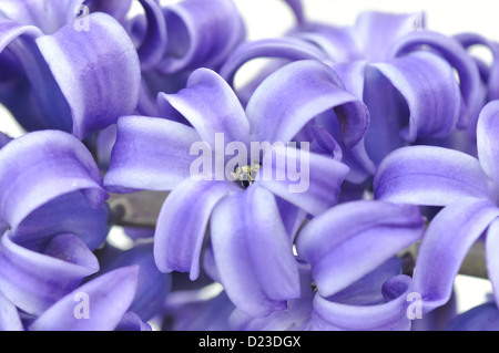 Fermer sur fleur de purple isolé sur fond blanc Banque D'Images