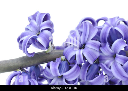 Fermer sur fleur de jacinthe pourpre isolé sur fond blanc Banque D'Images