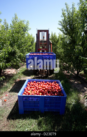 La collecte de nectarines à partir des arbres. LLeida. L'Espagne. Banque D'Images