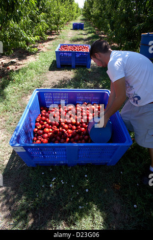 La collecte de nectarines à partir des arbres. LLeida. L'Espagne. Banque D'Images