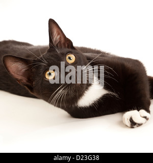 Un jeune chat noir et blanc couché sur un sol blanc retour looking up Banque D'Images