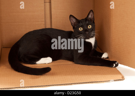 Un jeune chat noir et blanc couché dans une boîte en carton Banque D'Images