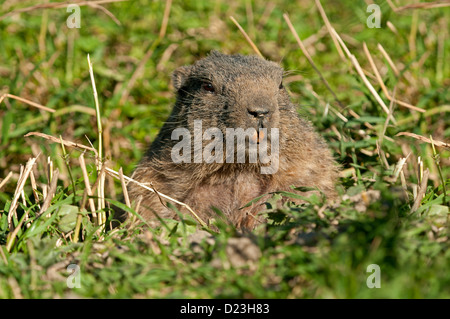 Marmotte des Alpes (Marmota marmota), montrant ses dents Banque D'Images