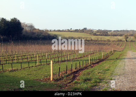 Les arbres nouvellement plantés dans un apple Somerset orchard pour la production de cidre par la proximité de Thatchers Banque D'Images