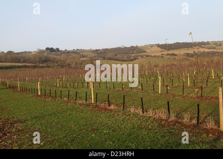 Les arbres nouvellement plantés dans un apple Somerset orchard pour la production de cidre par la proximité de Thatchers Banque D'Images