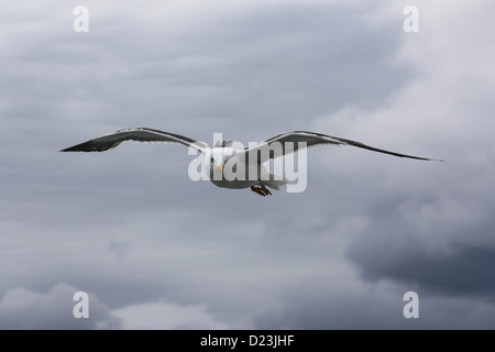 Une politique commune de UK Mouette en vol. Banque D'Images