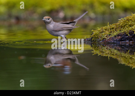 Sylvia atricapilla Blackcap femelle à boire forêt intérieure avec réflexion miroir Banque D'Images