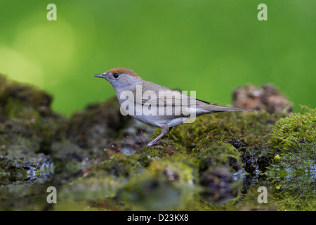 Sylvia atricapilla Blackcap femelle Banque D'Images