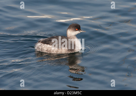 Grèbe à cou noir Podiceps nigricollis (également connu sous le nom de Grèbe) en plumage d'hiver, UK Banque D'Images