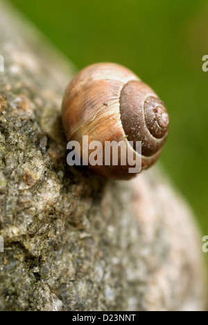 Stralsund, Allemagne, un escargot Banque D'Images