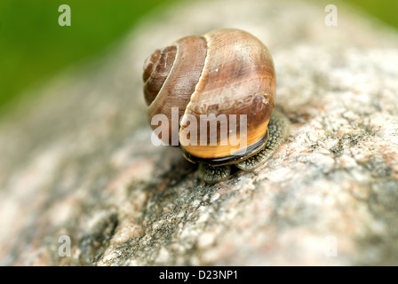 Stralsund, Allemagne, un escargot Banque D'Images