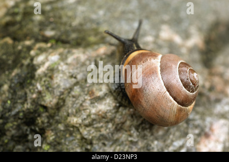 Stralsund, Allemagne, un escargot Banque D'Images