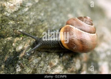 Stralsund, Allemagne, un escargot Banque D'Images